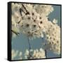 Spring Blossom on Tree 009-Tom Quartermaine-Framed Stretched Canvas