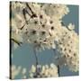 Spring Blossom on Tree 009-Tom Quartermaine-Stretched Canvas