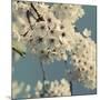 Spring Blossom on Tree 009-Tom Quartermaine-Mounted Giclee Print