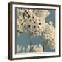 Spring Blossom on Tree 009-Tom Quartermaine-Framed Giclee Print