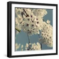 Spring Blossom on Tree 009-Tom Quartermaine-Framed Giclee Print