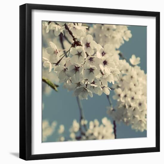 Spring Blossom on Tree 009-Tom Quartermaine-Framed Giclee Print