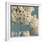 Spring Blossom on Tree 009-Tom Quartermaine-Framed Giclee Print