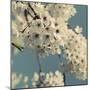 Spring Blossom on Tree 009-Tom Quartermaine-Mounted Giclee Print