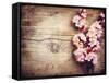 Spring Blossom over Wood Background-Subbotina Anna-Framed Stretched Canvas