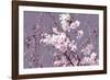 Spring Blossom - Pink-Joseph Eta-Framed Giclee Print