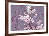 Spring Blossom - Pink-Joseph Eta-Framed Giclee Print