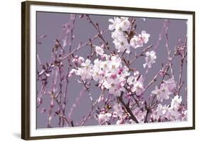 Spring Blossom - Pink-Joseph Eta-Framed Giclee Print