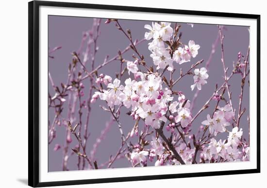 Spring Blossom - Pink-Joseph Eta-Framed Giclee Print