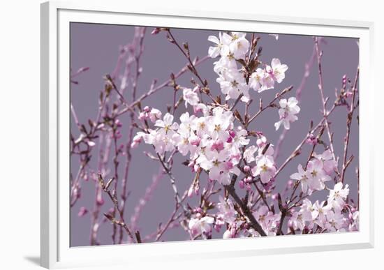 Spring Blossom - Pink-Joseph Eta-Framed Giclee Print