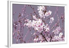 Spring Blossom - Pink-Joseph Eta-Framed Giclee Print