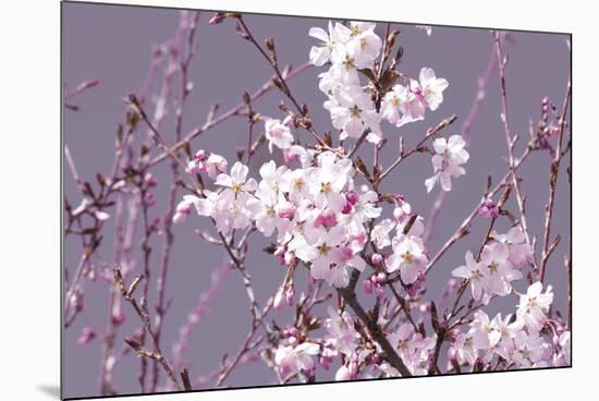 Spring Blossom - Pink-Joseph Eta-Mounted Giclee Print