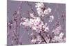 Spring Blossom - Pink-Joseph Eta-Mounted Giclee Print