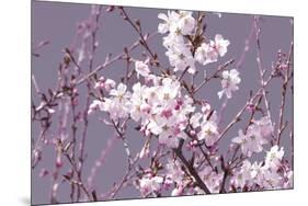 Spring Blossom - Pink-Joseph Eta-Mounted Giclee Print