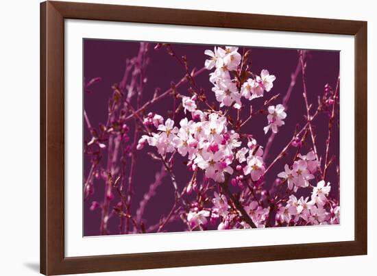 Spring Blossom - Purple-Joseph Eta-Framed Giclee Print