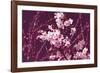 Spring Blossom - Purple-Joseph Eta-Framed Giclee Print