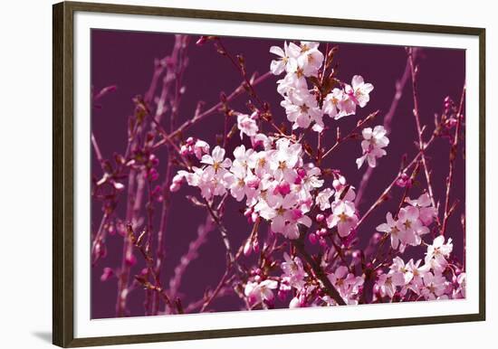 Spring Blossom - Purple-Joseph Eta-Framed Giclee Print