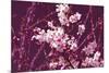 Spring Blossom - Purple-Joseph Eta-Mounted Giclee Print