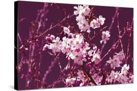 Spring Blossom - Purple-Joseph Eta-Stretched Canvas