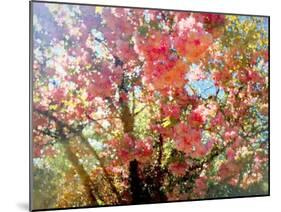 Spring Blossom Sky, 2018-Helen White-Mounted Giclee Print