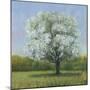 Spring Blossom Tree II-Tim OToole-Mounted Art Print