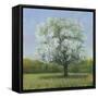 Spring Blossom Tree II-Tim OToole-Framed Stretched Canvas