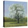 Spring Blossom Tree II-Tim OToole-Stretched Canvas