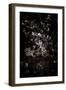 Spring Blossom-Tim Kahane-Framed Photographic Print