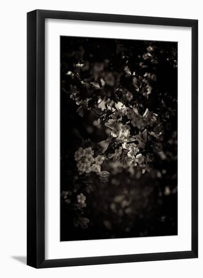 Spring Blossom-Tim Kahane-Framed Photographic Print