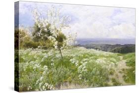 Spring Blossom-Clayton Adams-Stretched Canvas