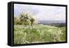 Spring Blossom-Clayton Adams-Framed Stretched Canvas