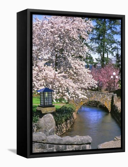 Spring Blossoms along Phelps Creek-Steve Terrill-Framed Stretched Canvas