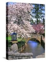 Spring Blossoms along Phelps Creek-Steve Terrill-Stretched Canvas