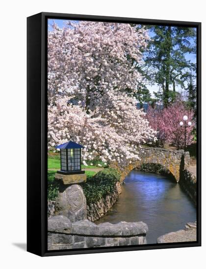 Spring Blossoms along Phelps Creek-Steve Terrill-Framed Stretched Canvas