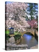 Spring Blossoms along Phelps Creek-Steve Terrill-Stretched Canvas