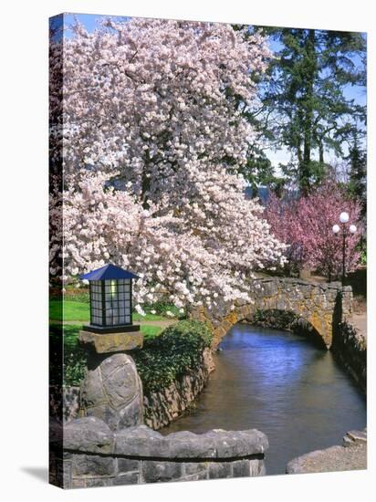 Spring Blossoms along Phelps Creek-Steve Terrill-Stretched Canvas