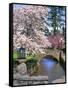 Spring Blossoms along Phelps Creek-Steve Terrill-Framed Stretched Canvas