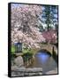 Spring Blossoms along Phelps Creek-Steve Terrill-Framed Stretched Canvas