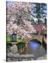 Spring Blossoms along Phelps Creek-Steve Terrill-Stretched Canvas