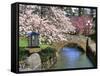 Spring Blossoms along Phelps Creek-Steve Terrill-Framed Stretched Canvas