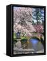Spring Blossoms along Phelps Creek-Steve Terrill-Framed Stretched Canvas
