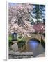 Spring Blossoms along Phelps Creek-Steve Terrill-Framed Photographic Print