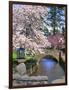 Spring Blossoms along Phelps Creek-Steve Terrill-Framed Photographic Print