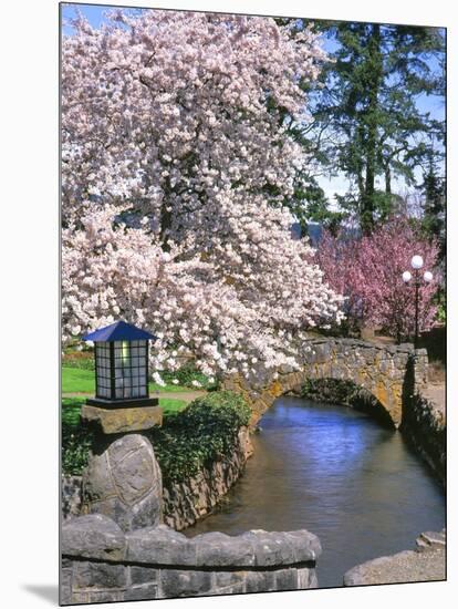 Spring Blossoms along Phelps Creek-Steve Terrill-Mounted Photographic Print