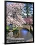 Spring Blossoms along Phelps Creek-Steve Terrill-Framed Photographic Print