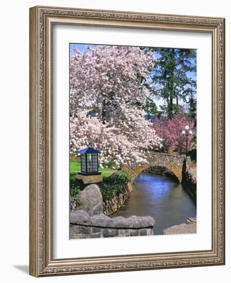 Spring Blossoms along Phelps Creek-Steve Terrill-Framed Photographic Print