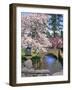 Spring Blossoms along Phelps Creek-Steve Terrill-Framed Photographic Print