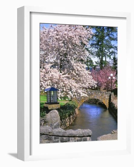 Spring Blossoms along Phelps Creek-Steve Terrill-Framed Photographic Print