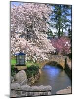 Spring Blossoms along Phelps Creek-Steve Terrill-Mounted Photographic Print