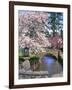 Spring Blossoms along Phelps Creek-Steve Terrill-Framed Photographic Print